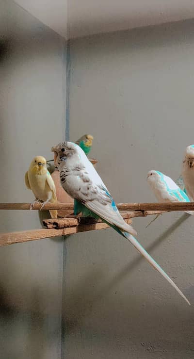 Australian Budgie's