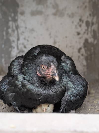 maadi or 5 bachay / Thai maadi / Thai chicks / aseel chicks / chicks