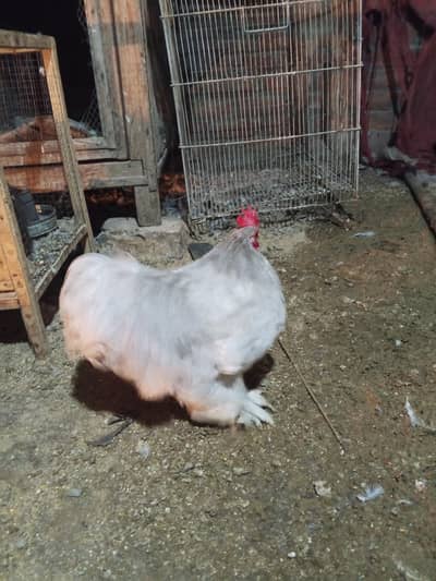 fancy mil fimil all kalar balak ghry  jis Bhai ko chai