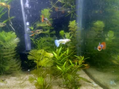 Red Eye Guppy Bee Shrimps Hulk betta