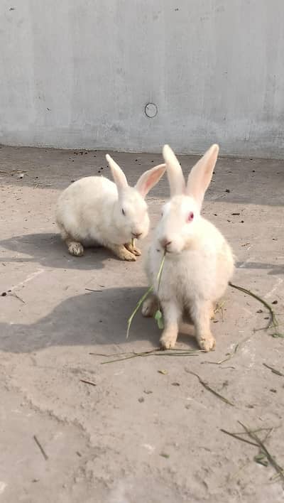 Red eyes Newzelan White 100 %pregnant female.