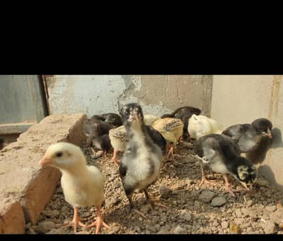 aseel shamo / shamo / shamo chicks / chicks / aseel chicks