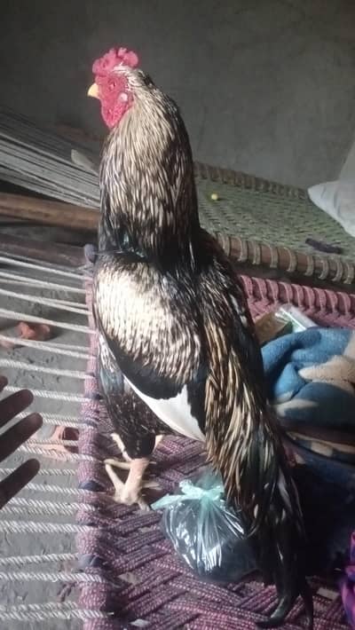 sawa aseel for sale and exchange