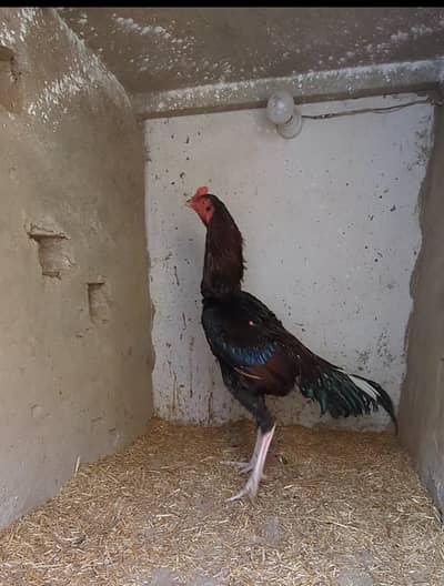 aseel patha / Sindhi patha / mianwali patha / long heighted male /