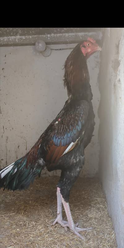 aseel patha / aseel male / long heighted male / Pakistani male