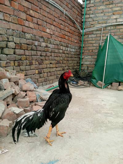 im selling mushka lasani