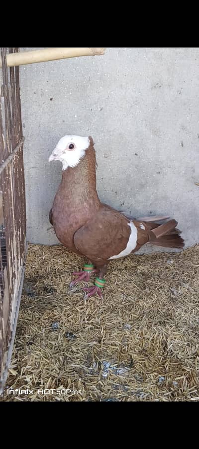 Jogi Male  Exchange possible  with mukhi