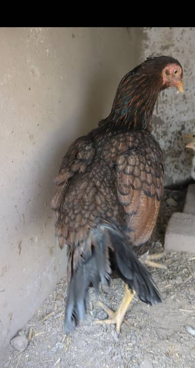 maadi or 2 bachay / aseel chicks / shijri maadi / shijri female /