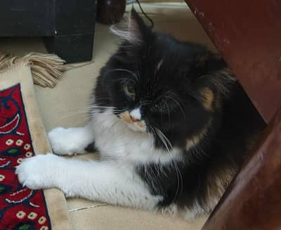 Calico Persian Female