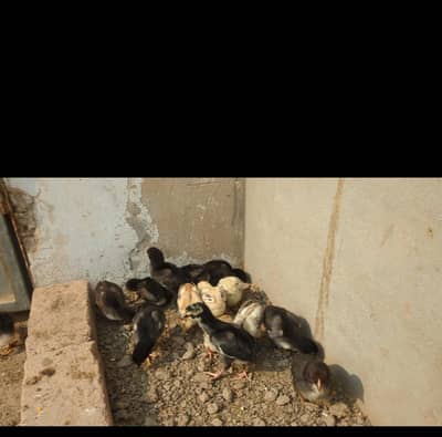 shamo cross chicks / aseel chicks / shamo chicks