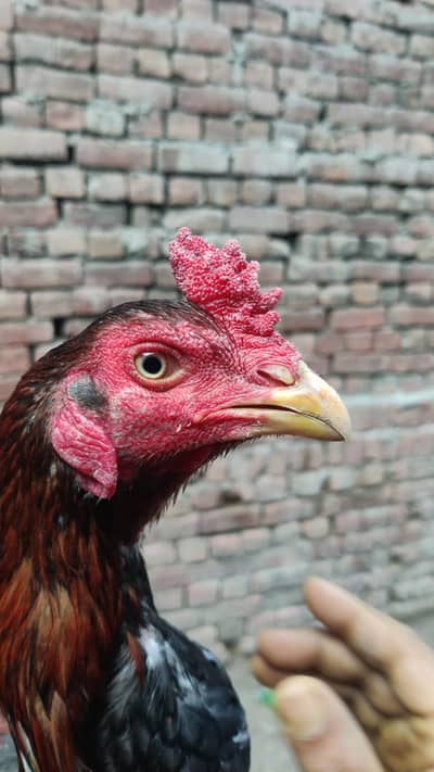 Aseel sindhi cross burmi or thai cross pthy or pathiya top quality