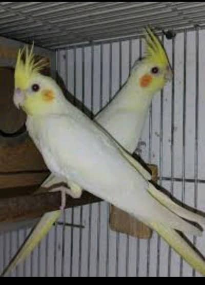 budgies breader pairs and cocktail breeder pair