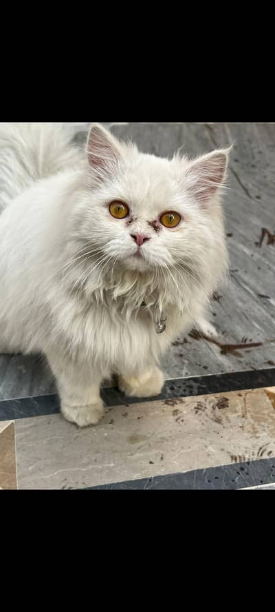 required male cat for mating