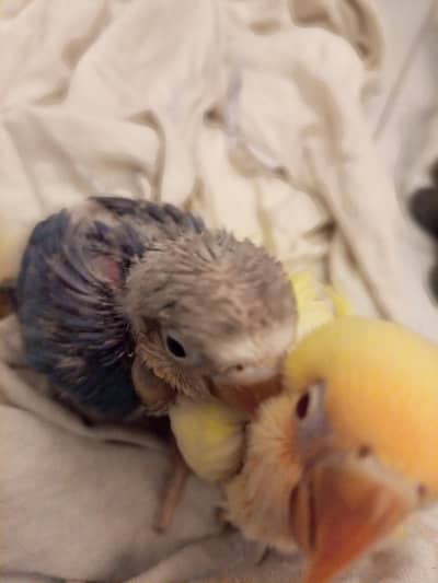 lovebirds chicks handtame purpose
