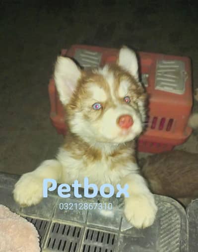 Siberian husky puppy