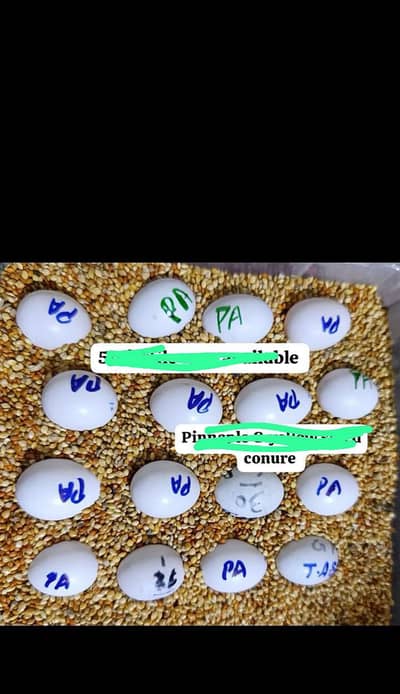 required budgies mutation egg