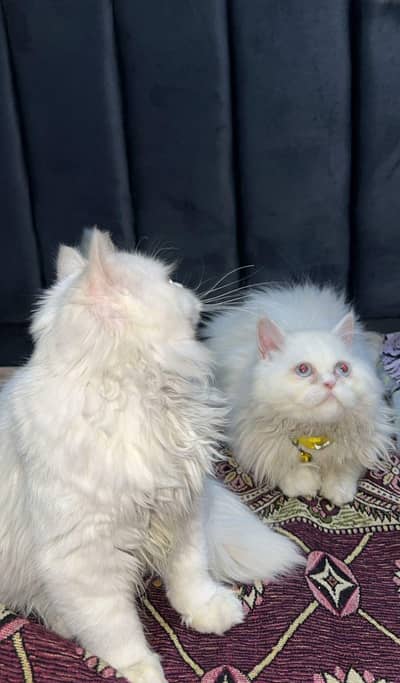 Persian Male and female kittens