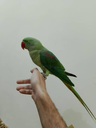 Raw Beautiful Hand Tamed And Talking Pair