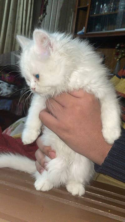 female kitten for sale