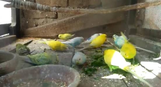 Common and red eyes Australian Parrots