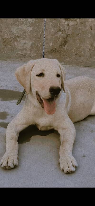 Imported Labrador male female pair available for sale