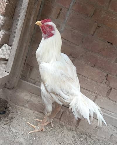 full long hight double Hadi ma ha . . . . . . . . . . . . .