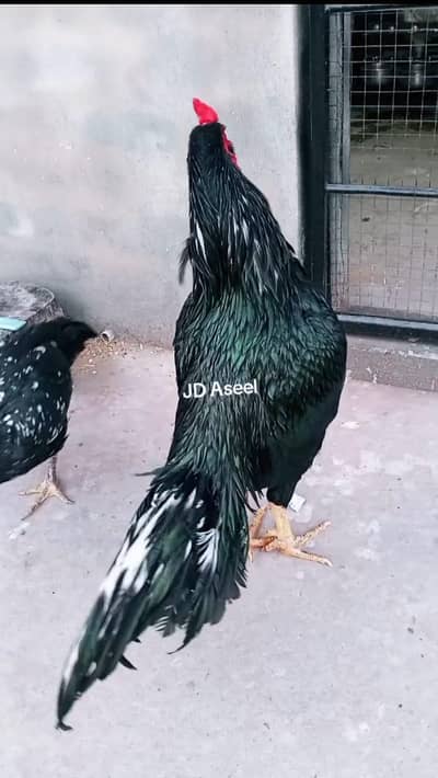 Lasani Aseel kill taj 3kg