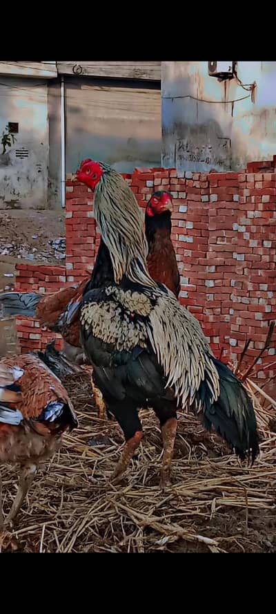 pure main wali breed hai