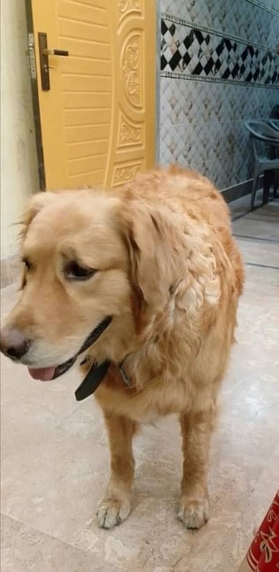 golden retriever for sale