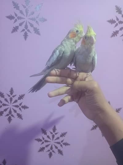 cocktail patthe hand time no bite friendly active Pair price 6500