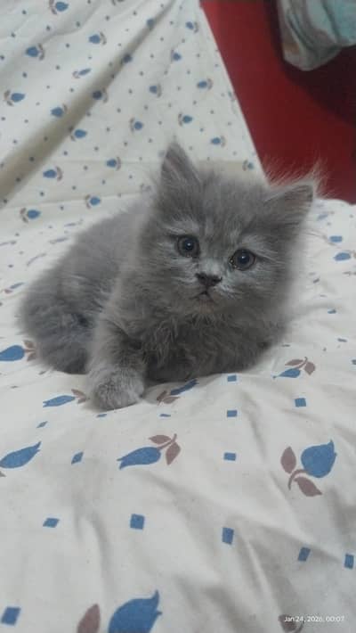 pure himalayan breed kitten