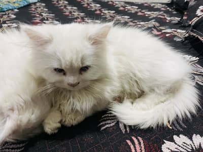 punch cat 3 months kitten