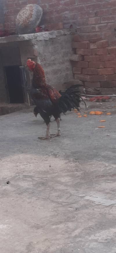 Good healthy active good breeder quality