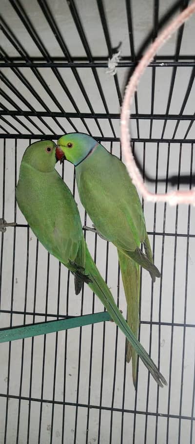 breeder pair green 12000