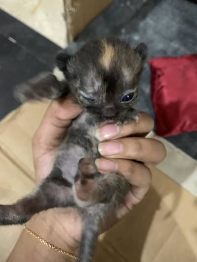 Persian cat x British shorthair 3 kittens