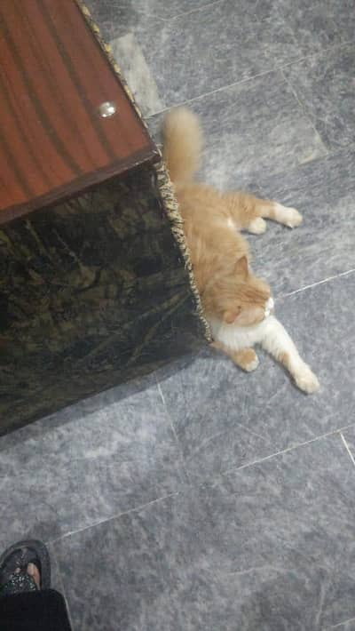 Russian  cat for sale