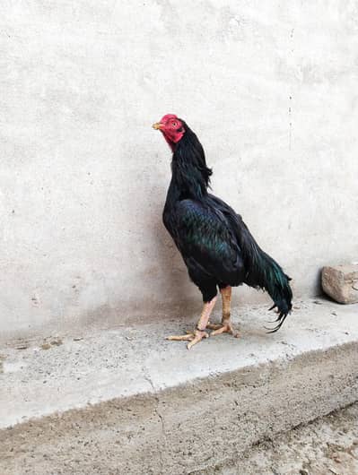 kit mushka aseel male. . .