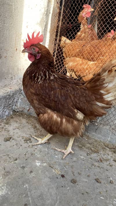 Lohman brown sirf 1450 ma 11month age ki Murge