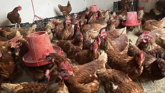 Lohman brown |Desi hen | golden Misri | chicks astarloop