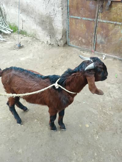 Bakra for sale abhi chota ha