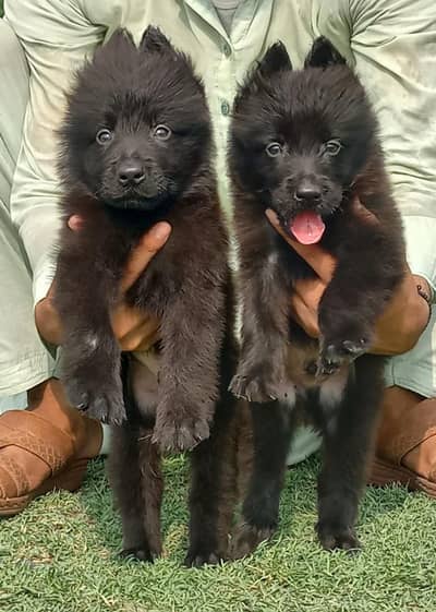 German Shepherd pair for sale dead women
