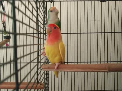Peach faced lovebird pair