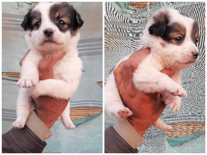 russian pair zero size 0