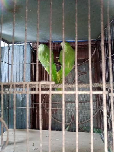 pair hai home bteed ka  tolking hai apni mrzi se awaz nilklte hai