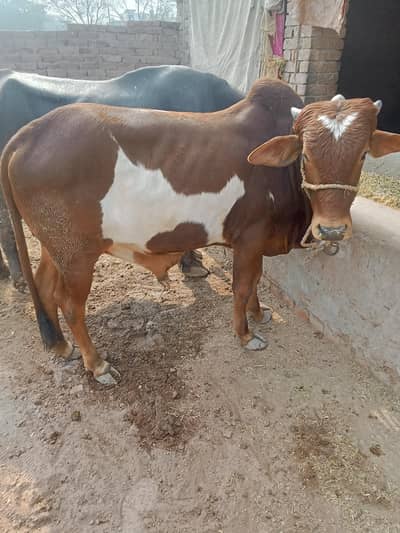 خوبصورت بچھڑے فار سیل ایک دوندا ھے دوسراکھیرا۔ ھے