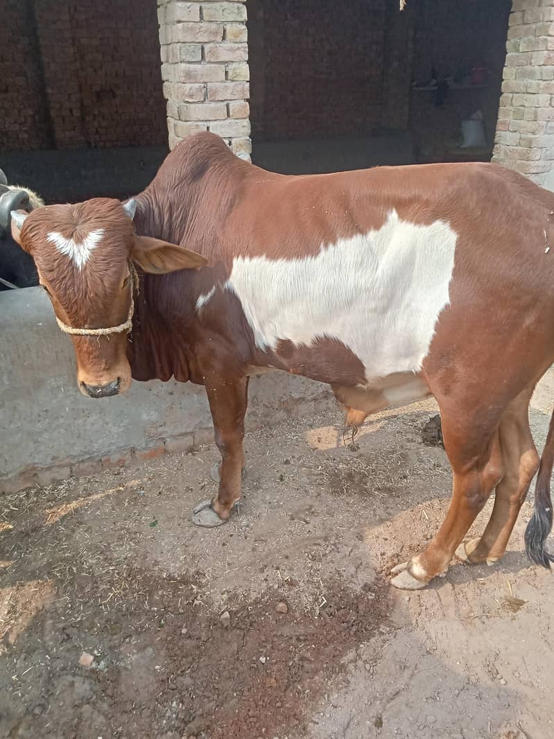 03038769004 خوبصورت بچھڑے فار سیل ایک دوندا ھے دوسراکھیرا۔ ھے 3