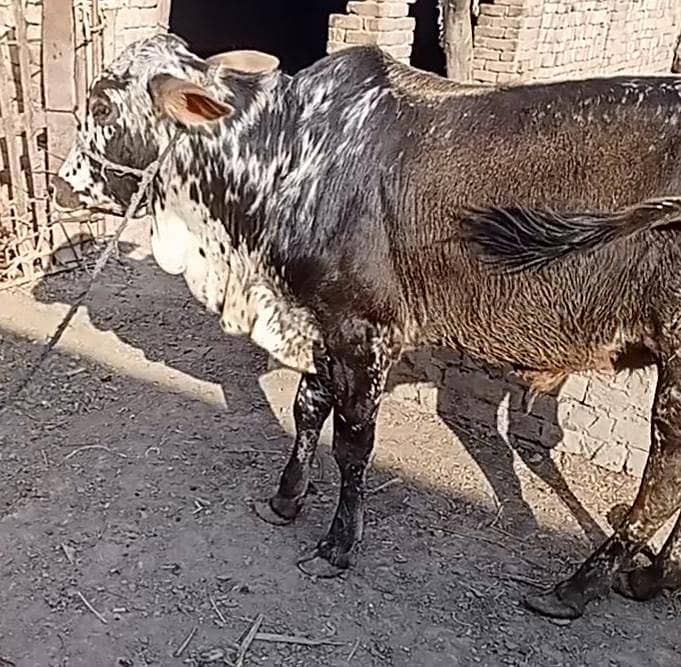 03038769004 خوبصورت بچھڑے فار سیل ایک دوندا ھے دوسراکھیرا۔ ھے 7