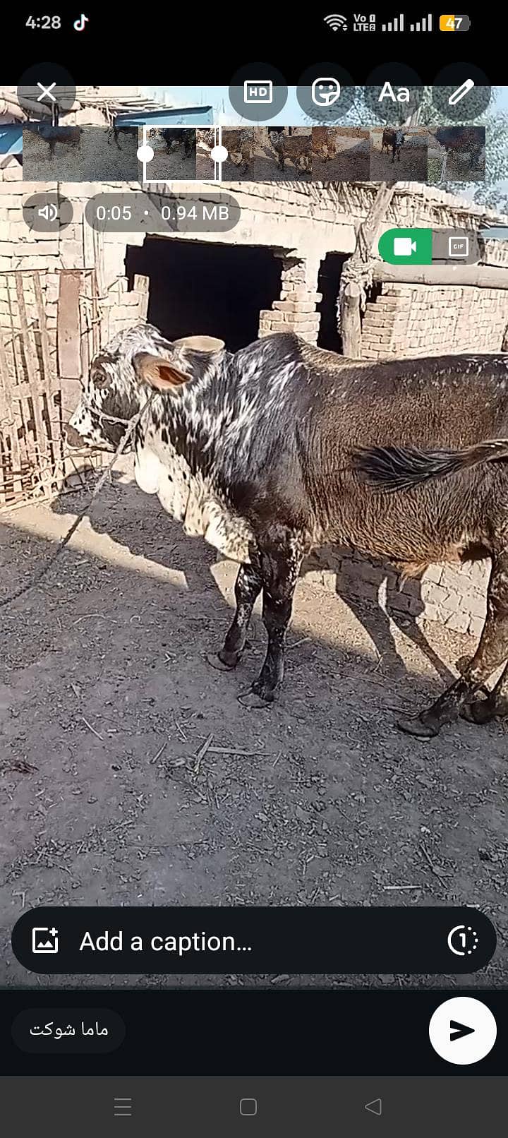 03038769004 خوبصورت بچھڑے فار سیل ایک دوندا ھے دوسراکھیرا۔ ھے 8