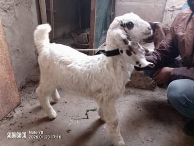 Munda bakre 03102576663