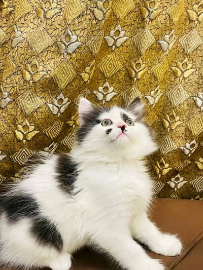Persian Male kitten
